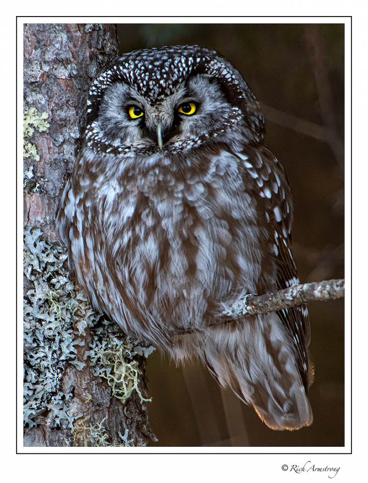 boreal owl 2 copy.jpg